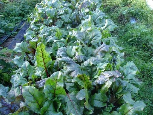 remolacha en el jardín