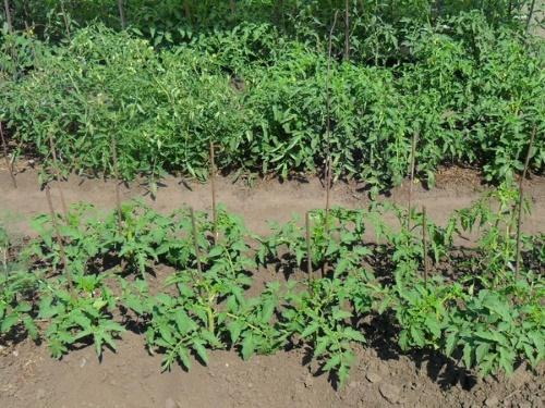 tomates en el jardín