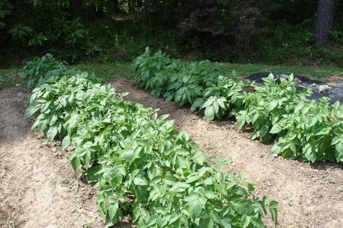 patatas en el jardín