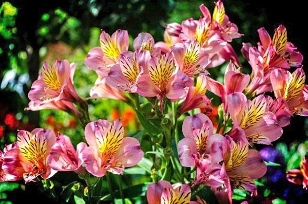 Variété péruvienne Alstroemeria