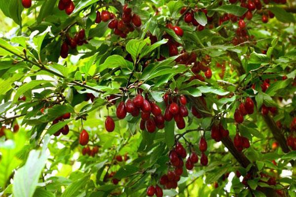 baies saines dans le jardin