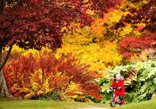 plantas para jardín de otoño