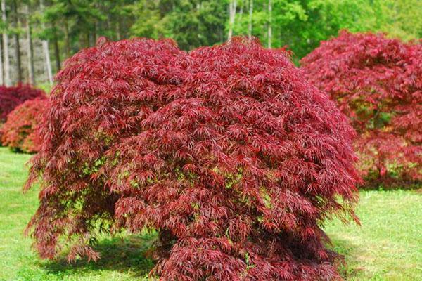 arce japonés en el jardín de otoño