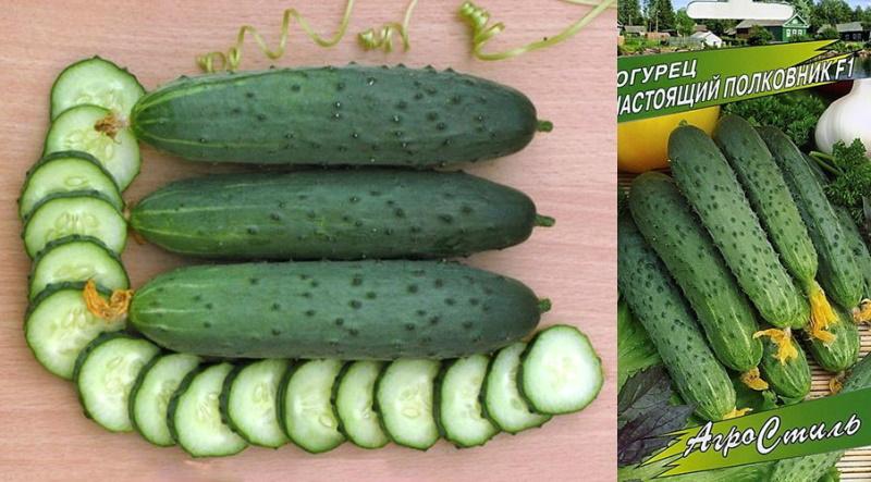 pepino variedad Real Colonel en corte y semillas