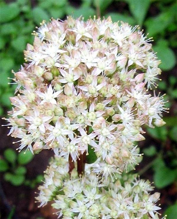 sedum caucasien