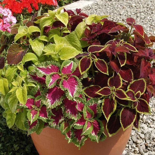 Coleus cultivé à partir de graines