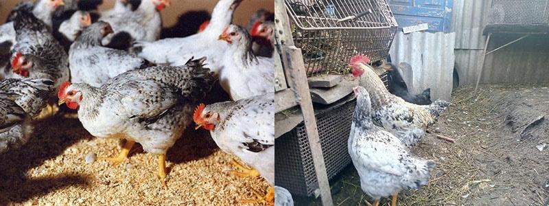 dieta de las gallinas Master Grey