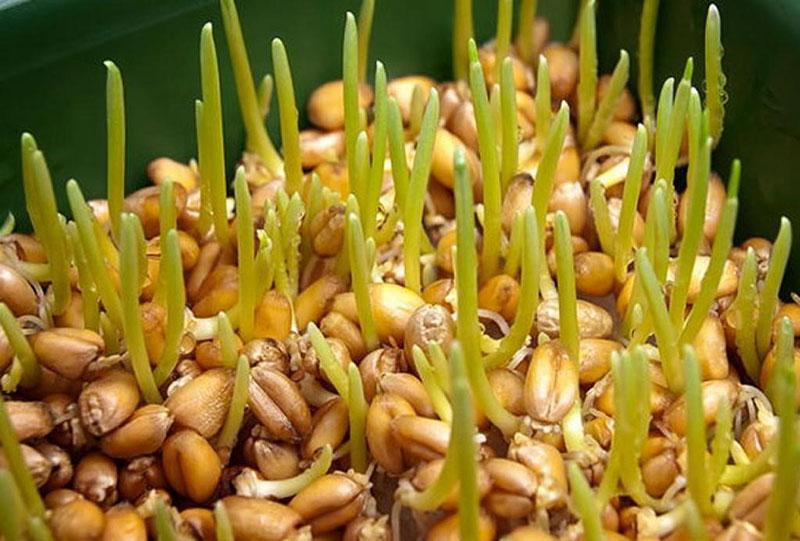 grano germinado