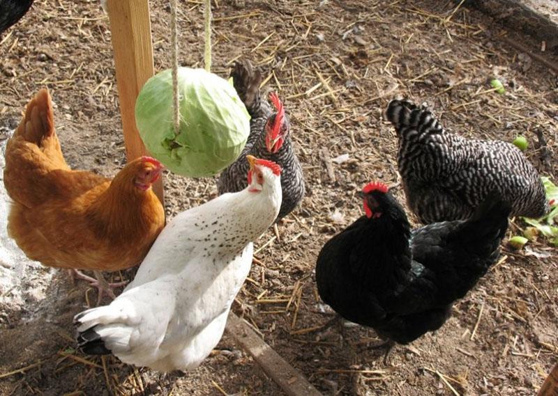 repollo en la dieta de los pollos