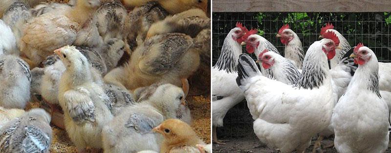 tener pollos