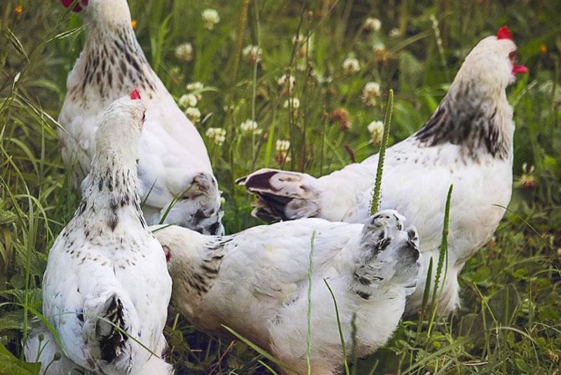 pollos jóvenes