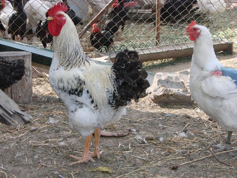 Pollos tranquilos no conflictivos