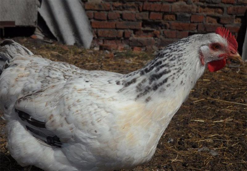 las gallinas ponedoras