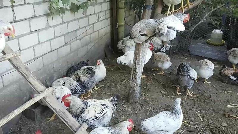 Pollos Master Grey en casa