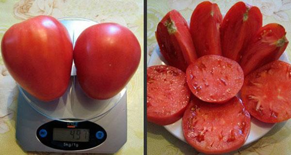 fruto carnoso de tomate