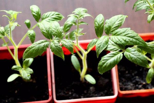 Cultivo de plántulas de tomate Batyan