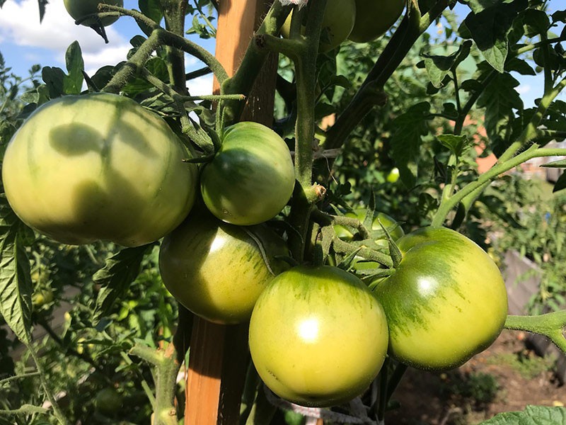 Tomate dando forma a Big Mommy