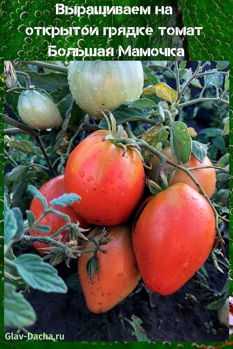 tomate gran mamá