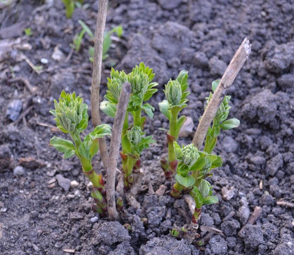 nous cultivons un buisson ardent de frêne