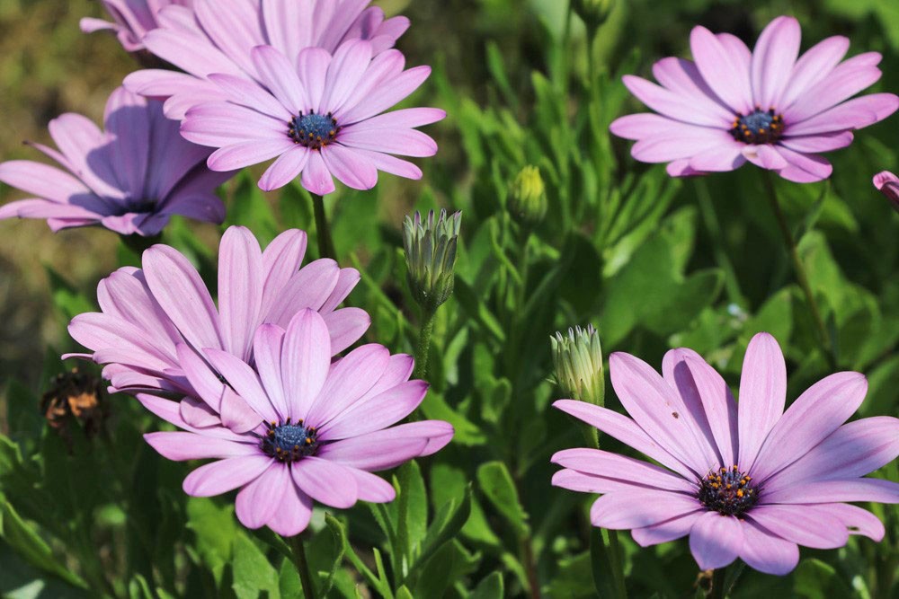 variété esquimau