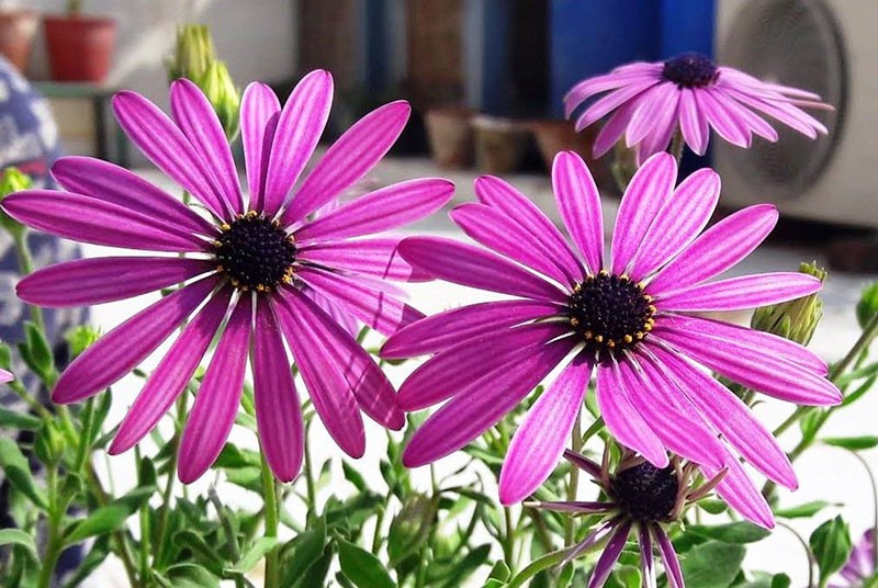 Camomille africaine dans le parterre de fleurs de pays