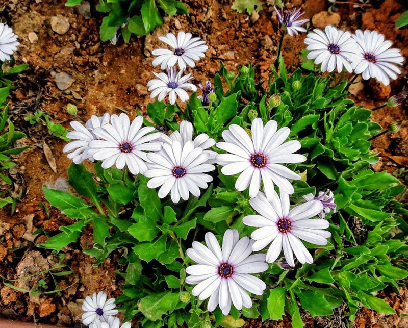 prendre soin de dimorphoteka dans le parterre de fleurs