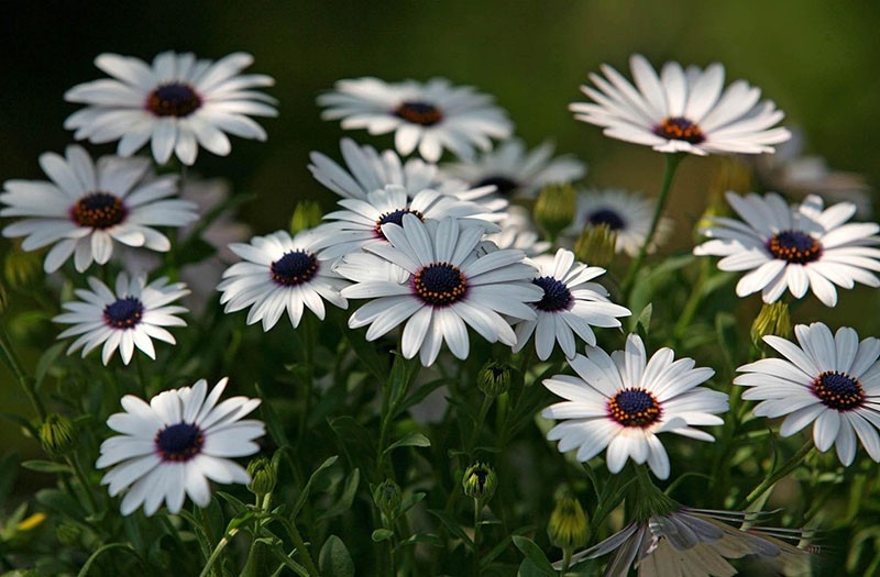 fleurs blanches