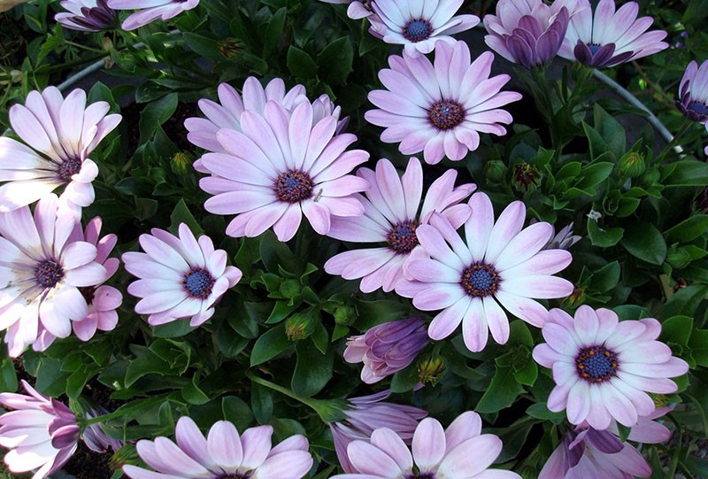 fleurs roses et blanches