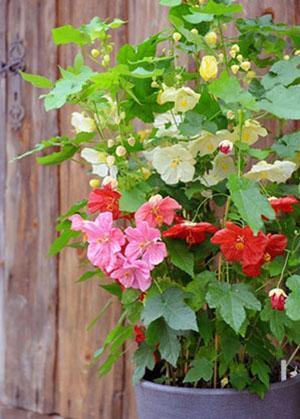 Abutilon préfère un sol léger et nutritif