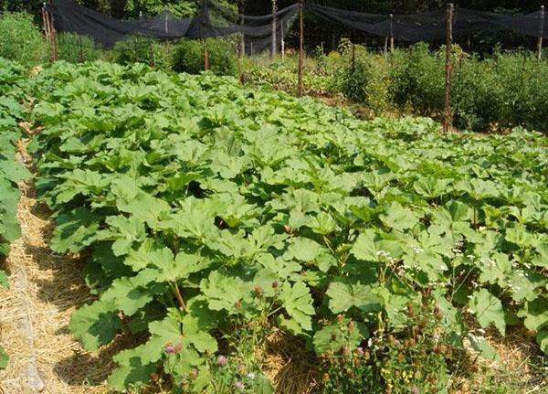 un lecho de okra en el sitio