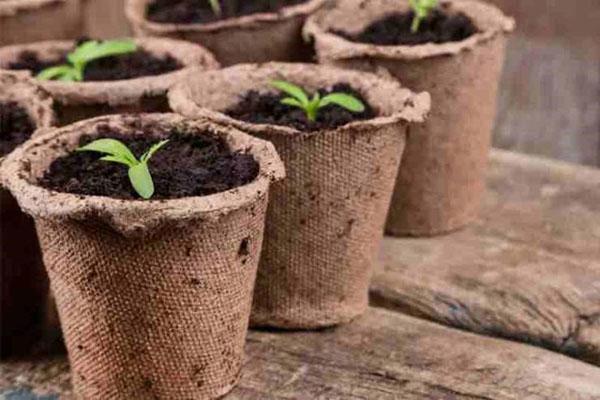 gombo dans des pots de tourbe