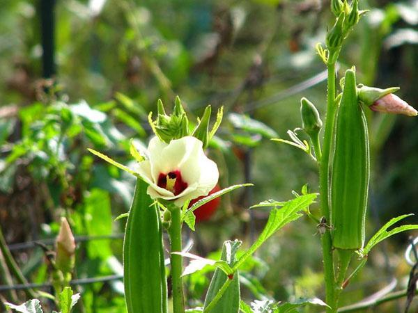 cultivo de okra a partir de semillas