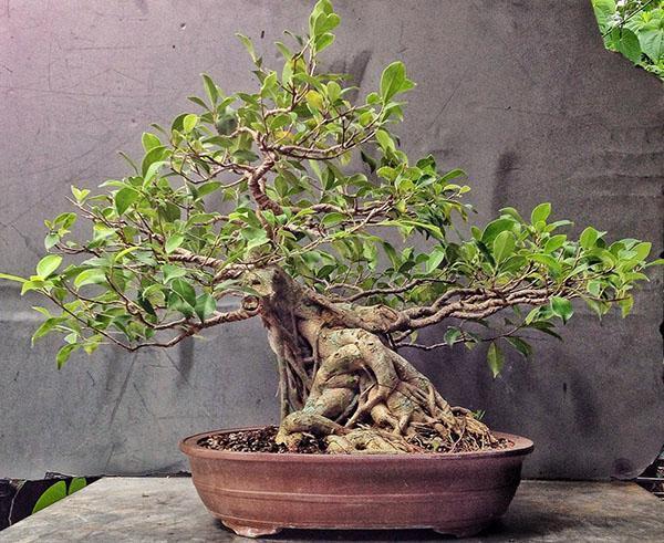 bonsaï ficus