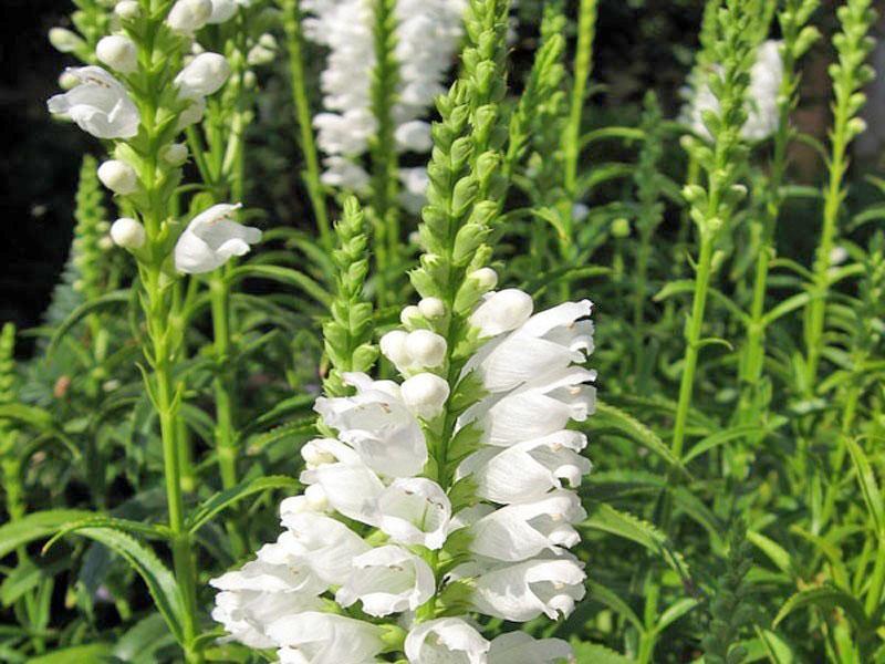 physostegia alba