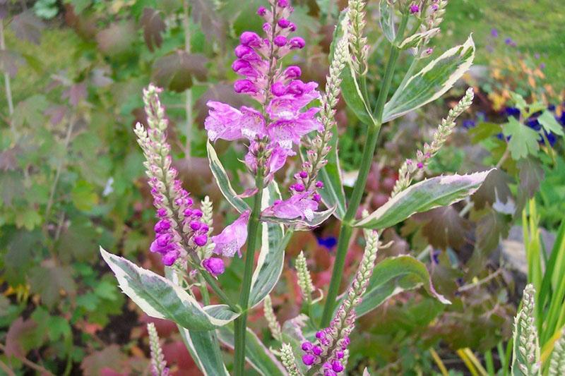 variedad variegat