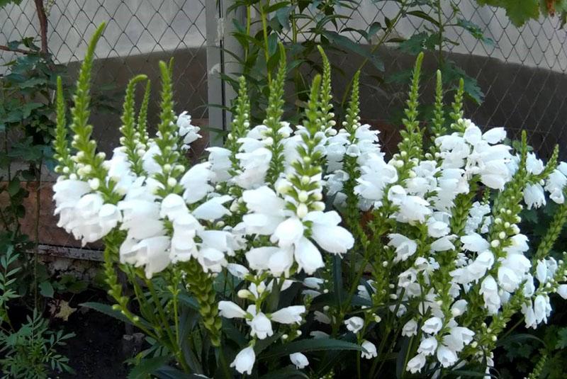 physostegia dans le jardin