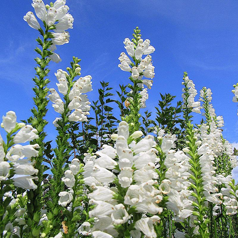 floraison luxuriante de physostegia