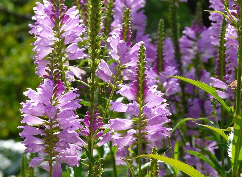 pousses de plantes puissantes