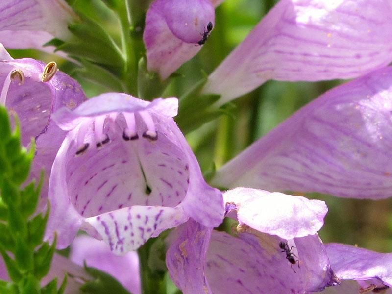 forme de fleur inhabituelle