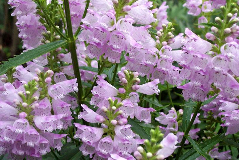 les inflorescences dégagent un arôme délicat