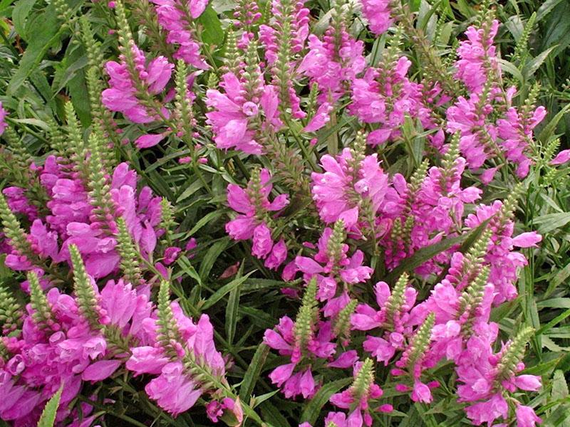 croissance de physostegia à partir de graines de différentes variétés