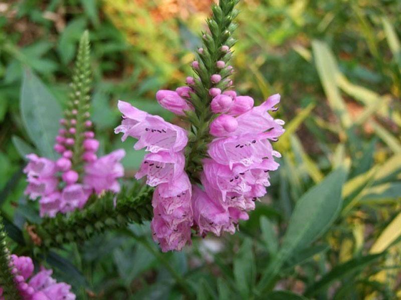 variété rose reine