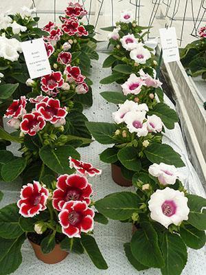 Variétés rares de gloxinia à partir de graines