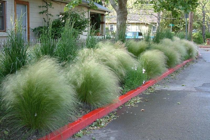 herbe de steppe le long de la clôture