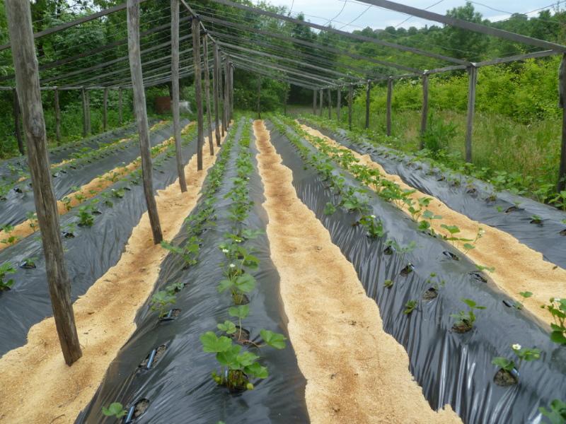 plantar fresas con tecnología finlandesa