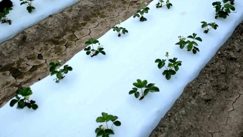 plantar fresas bajo una película blanca