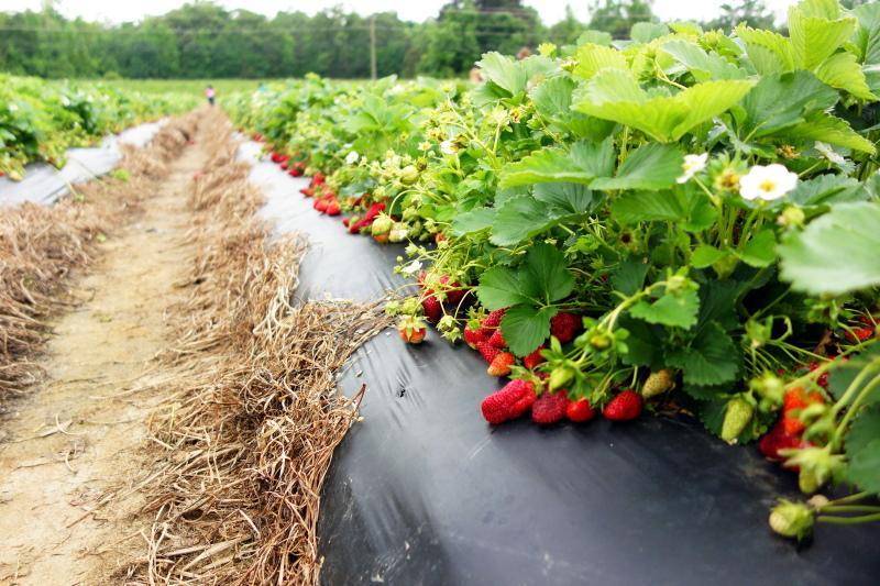 cultivo de fresas con tecnología finlandesa