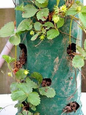 Fraises dans un sac en plastique