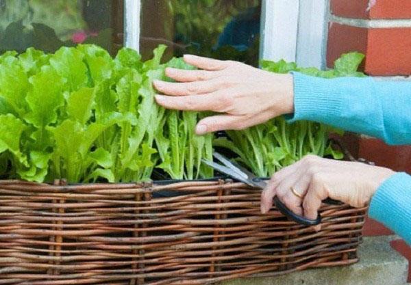 lechuga en el alféizar de la ventana