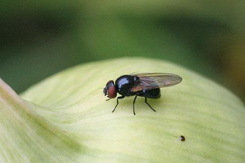 mouche de l'oignon